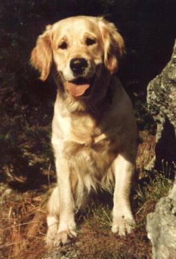 Golden Retriever(37kB)
