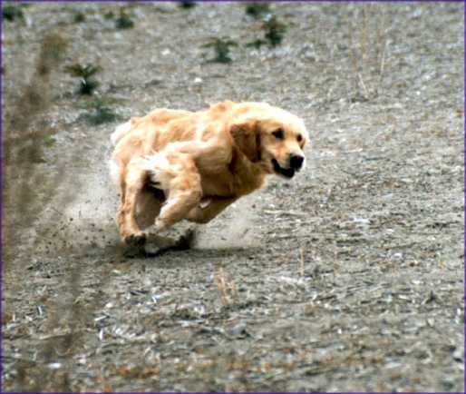 galop (33kB)