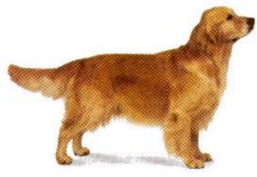 Goldek(14kB)